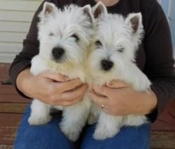 10 Weeks Old West Highland Terrier Puppies.