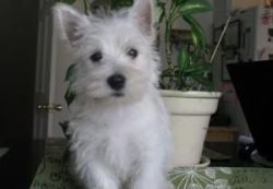 Westie puppy looking for her forever home