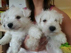 beautiful West Highland Terrier puppies