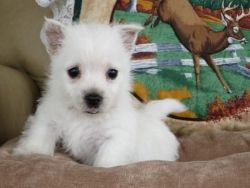 Looking West Highland White Terrier puppies