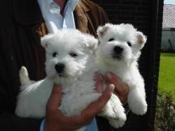 Adorable West Highland Terrier Puppies