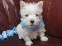 Cute Westie Puppies Available...