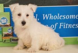 Good West Highland White Terrier puppies