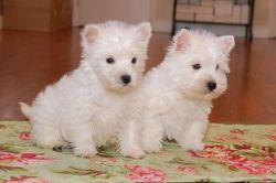 Adorable Akc Westie Puppies