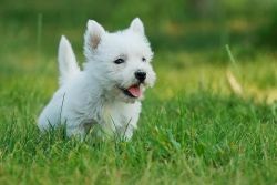 Pedigree West Highland Terrier Pups