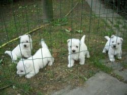 West highland terrier pups for adoption