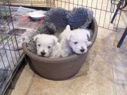 Pedigree white west highland terrier puppies
