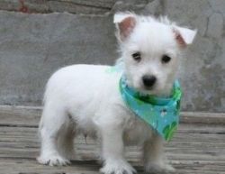 well socialized,West Highland White Terrier