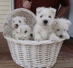 Adorable West Highland White Terrier