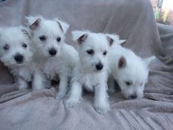 West Highland Terrier Puppies Boys & Girls