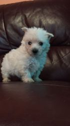Gorgeous Male West Highland Terrier Puppy.