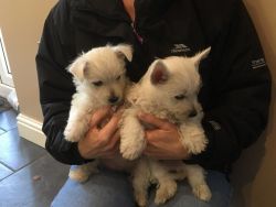 Miniature Westie Pups