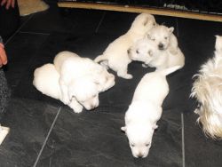 White West Highland Pups For Sale