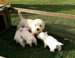 Kc Reg West Highland Westie Terrier Puppies
