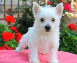 AKC Male And Female West Highland Terrier Puppies