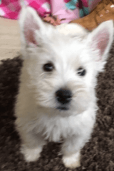 Registered Westie Puppies