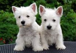 West Highland Terrier Puppy Registered For Sale