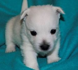 West Highland White Terrier for sale