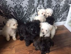 Gorgeous Westiepoo Puppies