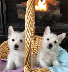 8 week old west highland white terrier puppies