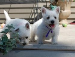 Adorable West Highland White Terrier Puppies For Sale