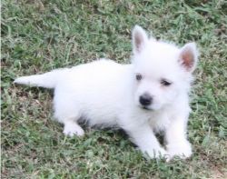 West Highland White Terrier puppies for sale now .