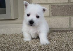Pure White West Highland White Terrier Puppies For Sale