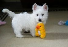West Highland White Terrier Available Now