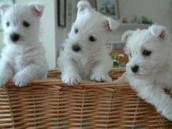 West Highland Pups For Sale.
