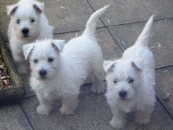 West Highland White Terrie puppies for sale