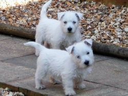 Beautiful nature West Highland White Terrie puppies