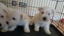 Due To Arrive Any Day Now!! West Highland Puppies