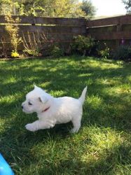 Adorable Sexy Male And Female West Highland Terrier