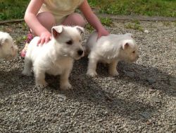 Puppy's West Highland White Terrier