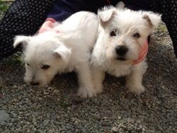 Lovely Litter Of Westie Pups For Sale.