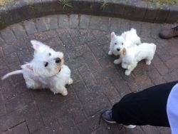 West Highland Terrier puppies ready now