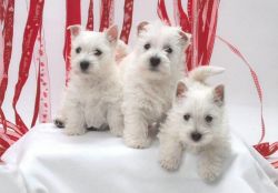 Male and Female West Highland White Terrier Puppies