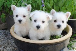 West Highland White Terrier Puppies for Sale!