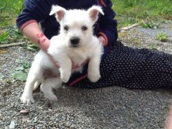 4 Month Old West Highland Terrier Boy Puppy