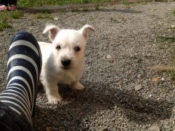 West Highland Terrier Breed Information