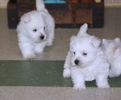 Healthy West Highland White Terrier Puppies