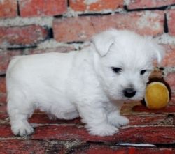 Super Cute West Highland White Terrier Puppies