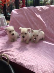 Beautiful Westy Babies For Sale