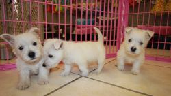 AKC Registered West Highland White Terrier Pups