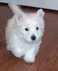 Obedient West Highland White Terrier Puppies