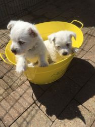 West Highland Terrier pups