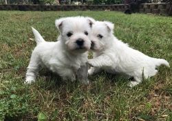 Gorgeous West Highland White Terrier puppies