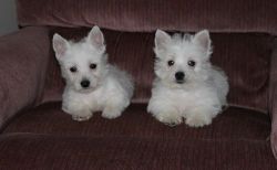 West Highland White Terrier Puppies xxx-xxx-xxxx