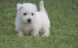 Amazing West Highland White Terrier Puppies Ready Now