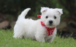 Cute West Highland White Terrier Puppies. (xxx) xxx-xxx2